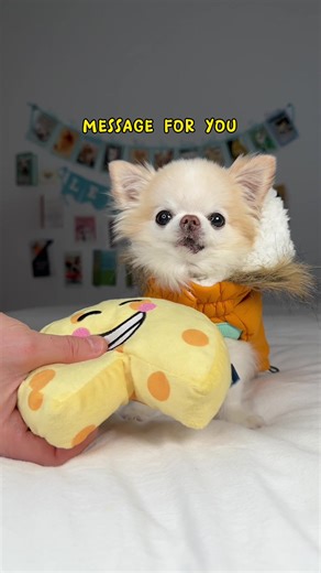 Adorable Chihuahua Howling and Singing Compilation