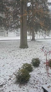 SNOWING TIME ...❄️☃️ | Schwartz Shey