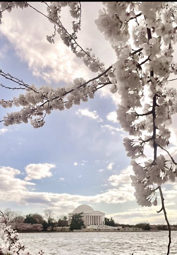 Best Tips for Visiting Cherry Blossoms in DC