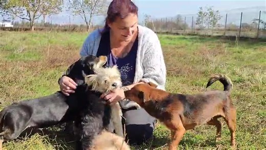 En quête du miracle de l'adoption. 🙏 Madga ,l'amie de Mihaela, profite de quelques rayons de soleil pour faire connaissance avec 3 petites chiennes sauvées des dogcatcheurs par Mihaela. 🙏 Chacune de ces 3 petites femelles espére sa famille pour la vie. 🙏🍀 Présentation : Notre petite ébouriffée : ↪️Poupette. 🩷 Âge : entre 5 et 7 mois Très gentille et sociable. 🆔️Vaccinée, vermifugée, identifiée et stérilisée. Notre mamie Teckel ou croisée Teckel : ↪️Hera 🩷 Âge : /- 8 ans. /- 11 kg Petite c