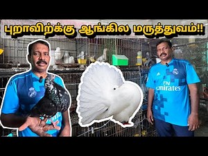 அழகு புறாக்களுக்கு ஆங்கில மருத்துவம்!! | fancy pigeon farm in tamil |