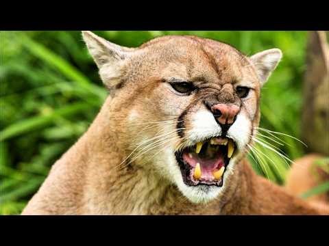 The Puma's Dark Secret:Why the World's Most Widespread Cat Is Nothing Like You Think |4K Wildlife