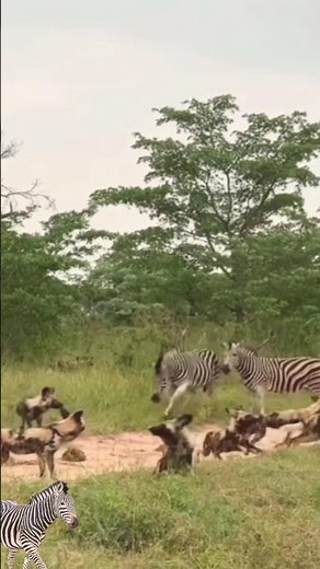 zebra gets angry at wild dog and chases him away