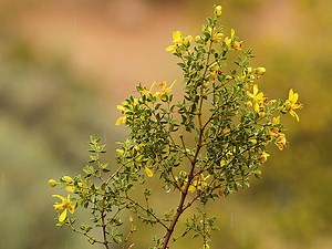 Wet Creosote Bush