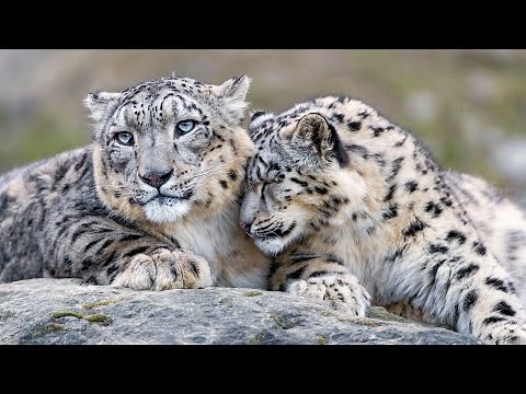 Searching for Snow Leopards in Wild China (4K Documentary)