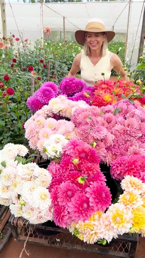 They made me WORK in Gauteng! 🌸😂 This week I visited our farm at Big Red Barn in Irene… and wow. When we opened last year, we had 3 000 people a week coming to cut. Every. Single. Week. To be honest — you guys cut that farm EMPTY during dahlia season! And you know me… I love abundance. I love that overwhelming, breath-taking, “is this even real?” Adene Instagram feeling when you walk onto one of our farms. So what did we do? We planted another hectare of dahlias. Because obviously the solution