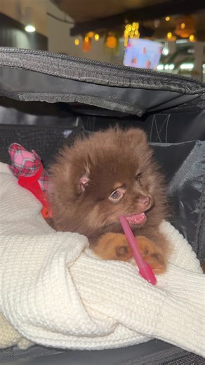 Noches de diversión con un Pomeranian