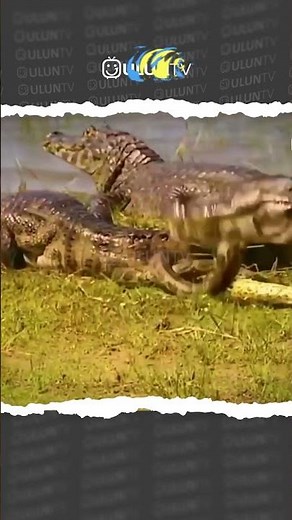 this is what happens when a crocodile attacks an anaconda #uluntv #wildlife #wildtv #short