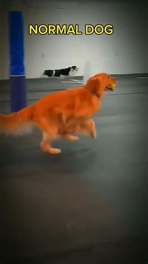 Flash Dog Are Back 💀 | Troll Face Edit #shorts