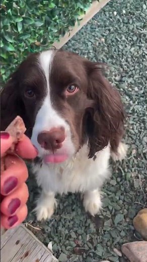 Meet Cooper a Spaniel, English Springer currently available for adoption! 12/15/2023 3:25:21 PM