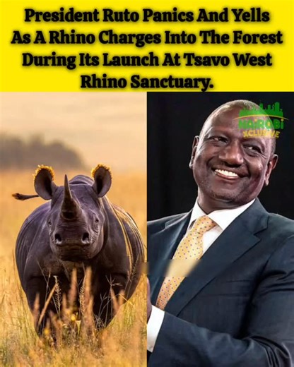 NairobiXclusive on Instagram: "President Ruto Panics And Screams As A Freed Rhino Charges At Him In Taita Conservancy."