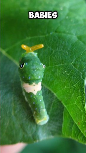 I Found Caterpie in Real Life! #pokemon