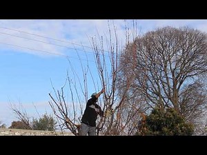 ΚΛΑΔΕΜΑ ΒΕΡΥΚΟΚΙΑΣ