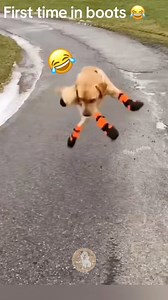 These dogs are trying boots for the very first time, and their reactions are pure comedy. Awkward steps, confused faces, and totally uncoordinated moves make this funny dog video impossible not to laugh at. Perfect for dog lovers who enjoy cute and hilarious pet moments.#FunnyDogs #DogBoots #DogReactions #PetComedydogs trying boots, funny dog video, dogs first time wearing boots, hilarious dog reactions, dogs walking in boots, funny pet video, dog comedy, cute dogs, dog fails, dogs acting weird,