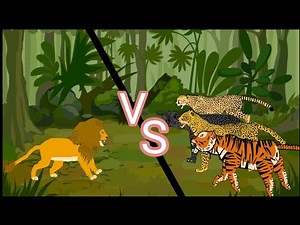 lion vs tiger||leopard||black jaguar||chitha animation—all animation
