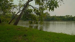 Composition statique d'un arbre incliné suspendu : vidéo de stock (100 % libre de droit) 3939631019 | Shutterstock