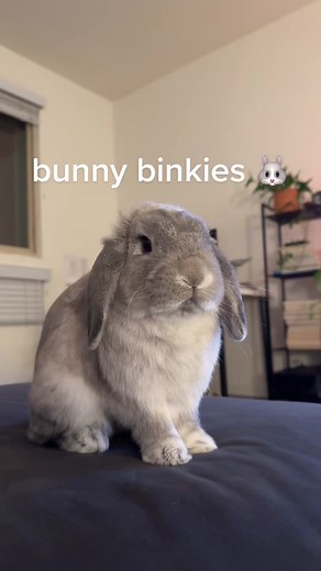 Adorable Holland Lop Bunny Binkies Compilation