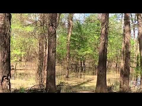 Mississippi Bigfoot Video Diaries ( Swamp booger closer look )