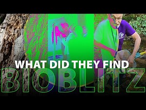 Reston Today - Bioblitz • What Did They Find?