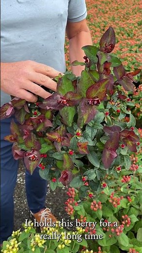 FloralBerry® Hypericum Deciduous Shrubs | @MonroviaPlants #shorts #garden #gardeninspiration