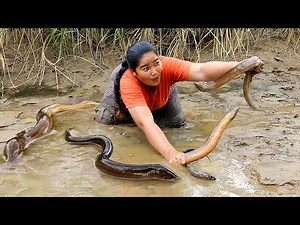 Women Catching Eel in mud for food & Cooking Eel recipe/ Village Cooking