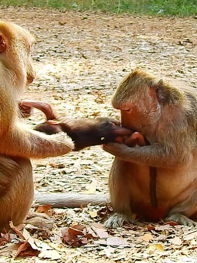 Playful Monkey Takes Baby Away from Mother in Hilarious Video