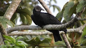 Free video - Buzzard, Vulture South American