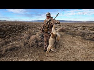 Hunting BIG Nevada Coyotes in Crosswinds