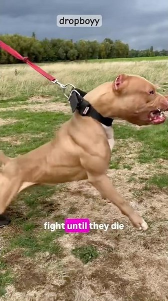 Mike Tyson owns 3 Kangals Dogs 😱