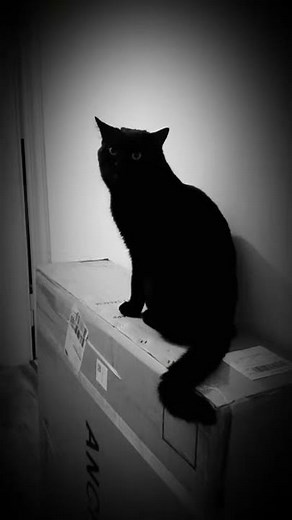 Black cat talking - Cat’s Speech on a Box Podium