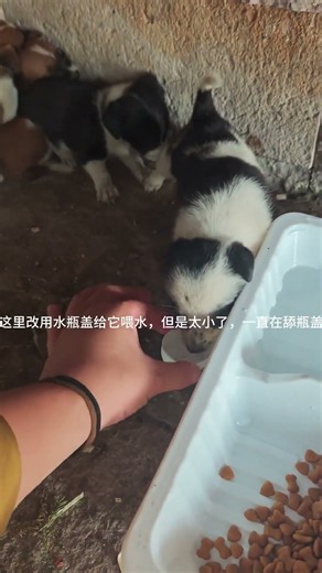 I fed four abandoned puppies I found on my way to work #shorts #comedy #stray puppies #time out
