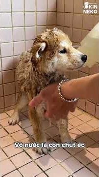 Siba mini và lần đầu spa của ẻm | Kin Neko Grooming #kinneko #petgrooming #pets