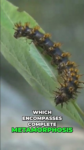 Butterflies: Symbol of Transformation & Vital Pollinators! #shorts