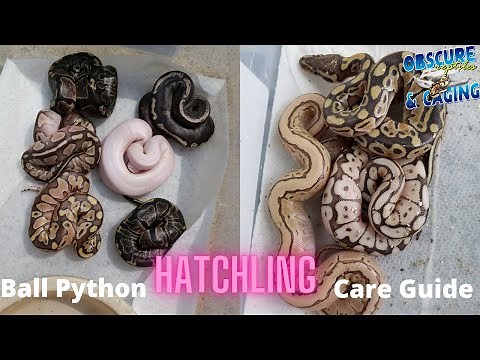 Ball Python Care Guide for Hatchlings