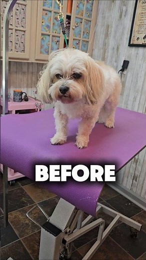 Shih tzu Bichon mix Before and after grooming.
