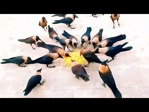 Crow Sounds Loud | Crow Sounds Angry @crowsounds 