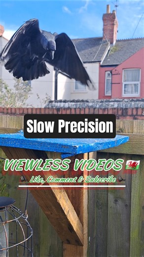 A Jackdaw in perfect slow motion #backyardbirds #gardenbirds #wildlife