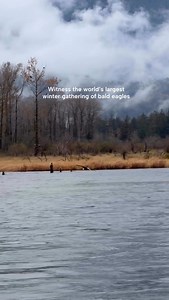 Experience the world’s largest bald eagle gathering this winter in Harrison River Valley! 🦅 Stroll the Sandpiper Trail and pause at the Eagle Viewing Gazebo, or see them soar on a river tour; either way, it’s an unforgettable wildlife moment. Credit: @herpnwadventures | Super, Natural British Columbia