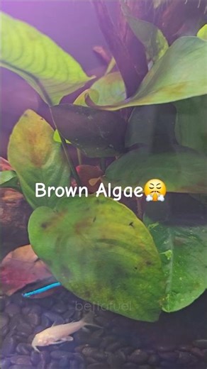 The best algae eater for small tanks #aquarium