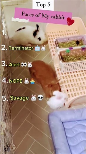 Top 5 Faces of my rabbit #FunnyRabbit #CuteBunny #RabbitMoods #SavageBunny#usashorts