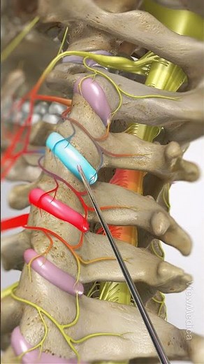 Facet Joint Injections: How They Work