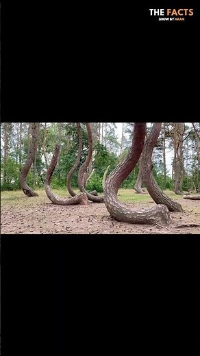 400 Trees எல்லாம் SAME Direction-ல Bend! 🌲😱 யாருக்கும் Reason தெரியாது | Crooked Forest Tamil