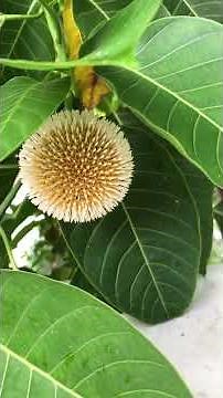 Amazing kadam flower fully open now beauty of nature@Bonsaitechniqe