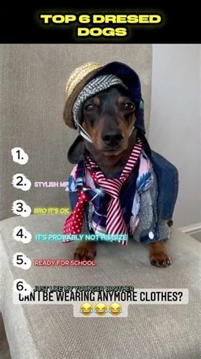 "Top 6 Adorable Dogs Dressed to Impress! 🐶✨ | Ultimate Animal Fashion Top List"