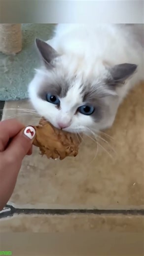 Cat videos ❤️ New Funny Cats 2024 😹 # Ep 2324