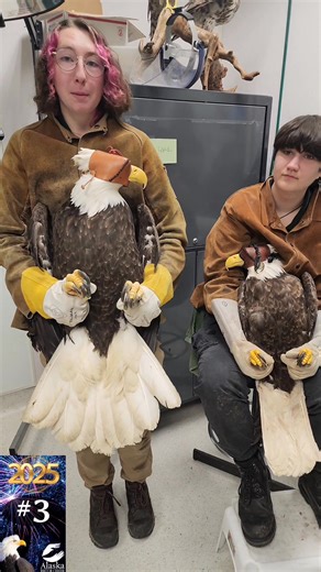 As 2025 comes to a close, we’re taking a look back at the moments YOU loved most this year! 3. Can you tell if a Bald Eagle is male or female just by looking? It’s tricky, males and females look nearly identical! But in general, females are larger and heavier than males. In this video, meet Gumdrop and NautiDog, two eagle patients showing that size difference up close. While size can offer clues, the only sure way to tell? DNA or a surgical exam! #MaleVsFemale #BaldEagle #LargeAndInCharge | Alas