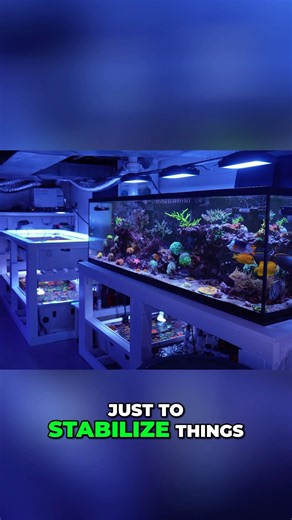 What do you dose in an SPS-dominant reef tank?