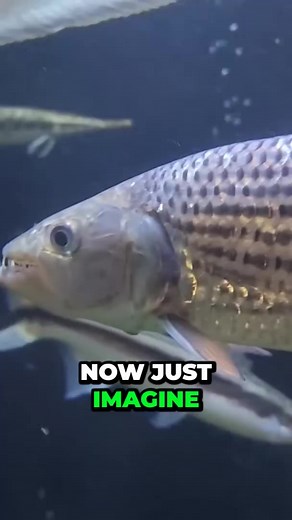 16K views · 311 reactions | Uncovering the Truth About Tiger Fish #fish #aquarium #fishing #monsterfish #fishinglife #fishtank | Ohio Fish Rescue | Facebook