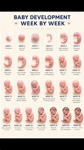Week-by-Week Baby Development in the Womb