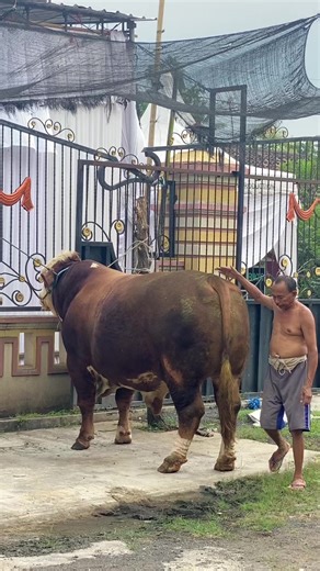 Peran Peternak Muda dalam Sektor Sapi Indonesia